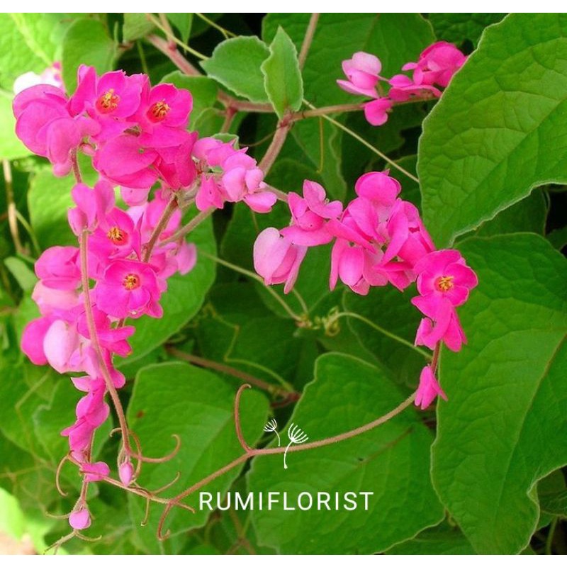 [ BELI 5 GRATIS 1 ] Bibit Tanaman Rambat Bunga Air Mata Pengantin Pink | Air Mata Pengantin Varian B