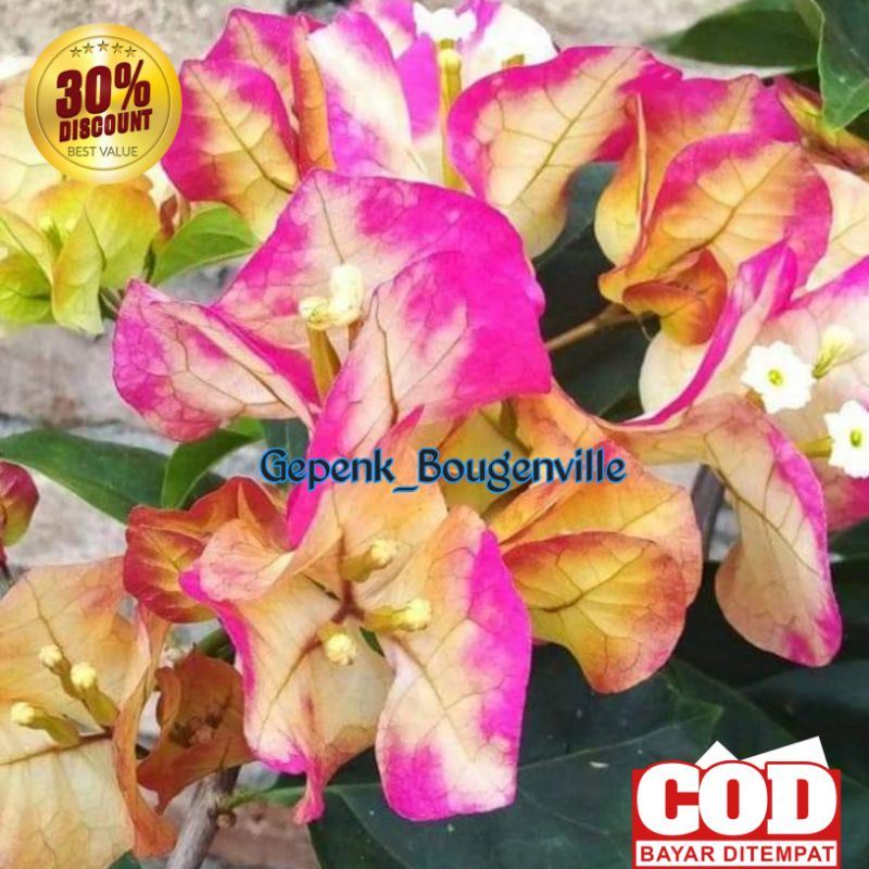 Bougenville Citra India Bugenvil Citra India Bugenvil Import Ori