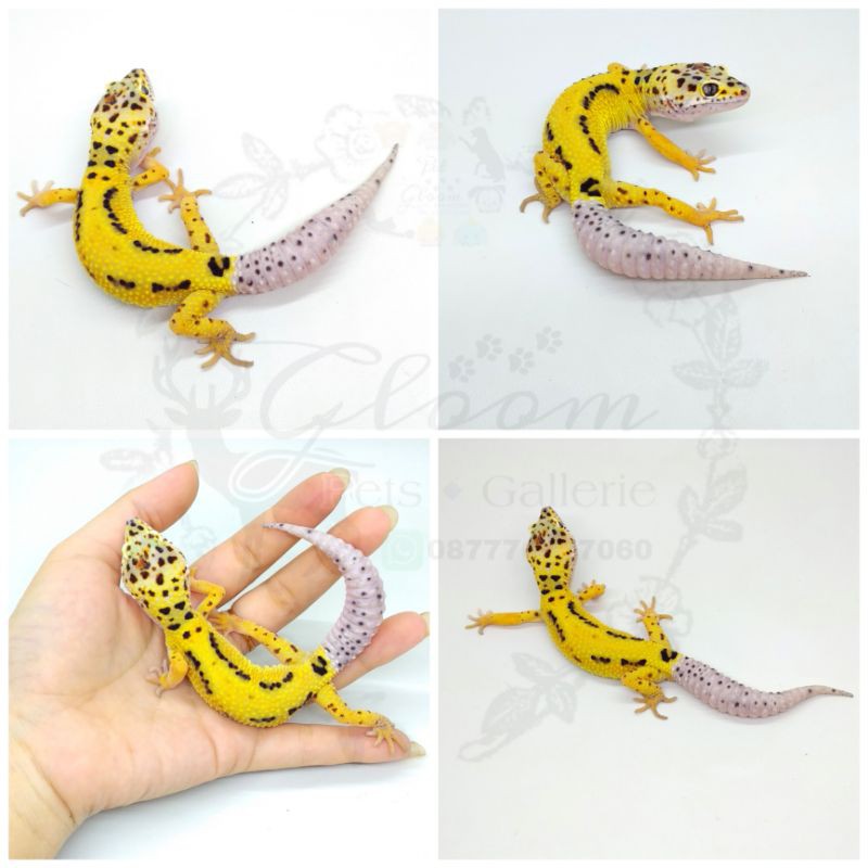 Leopard Gecko Lemon Frost LF Macksnow Snow Enigma ph Eclipse MALE FREE CALCIUM