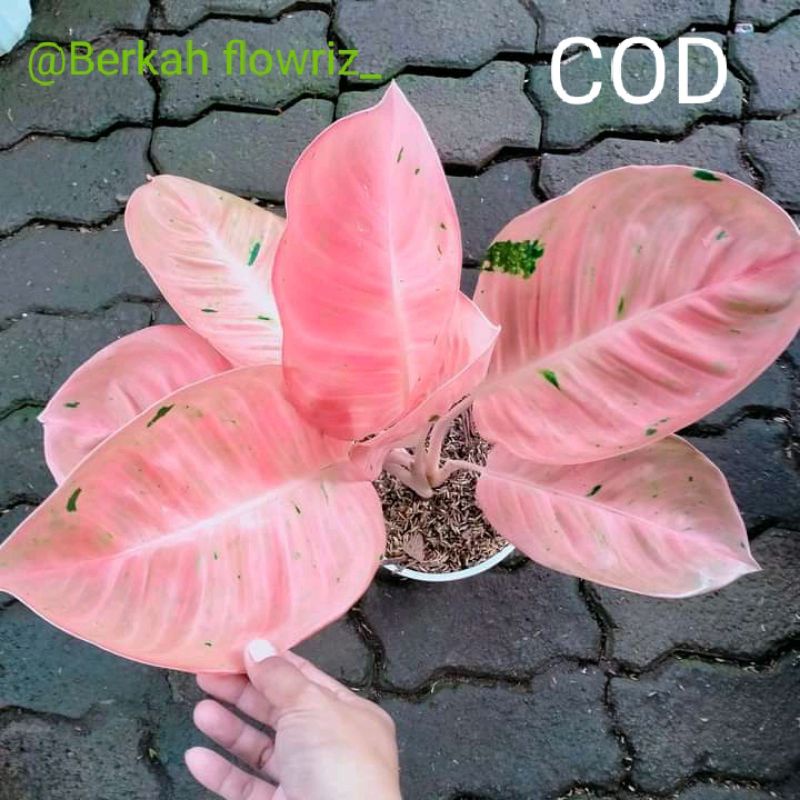 aglonema BIG ROY mutasi