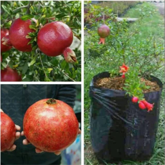 Bibit delima merah Super murah