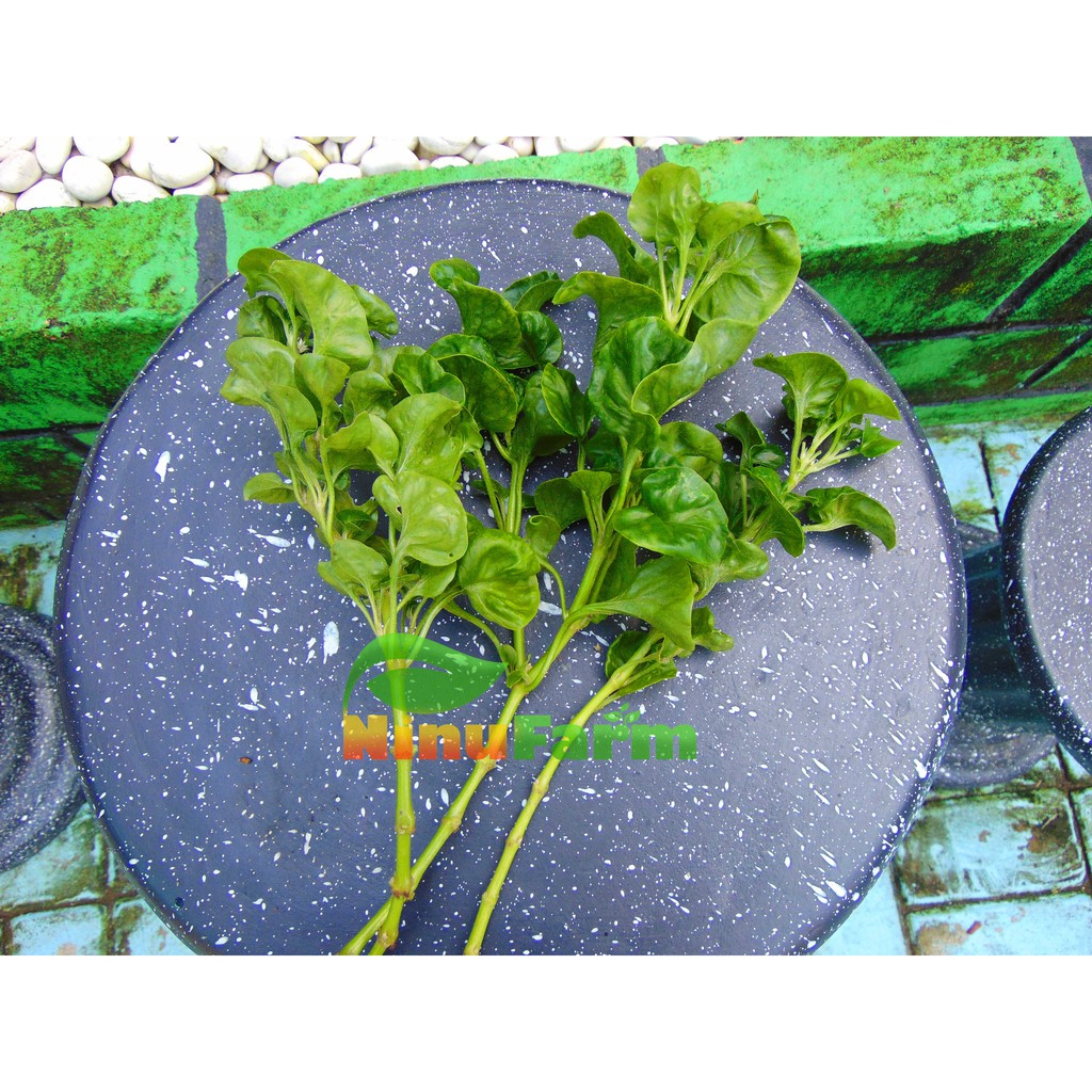 STEK/BIBIT Bayam Brazil