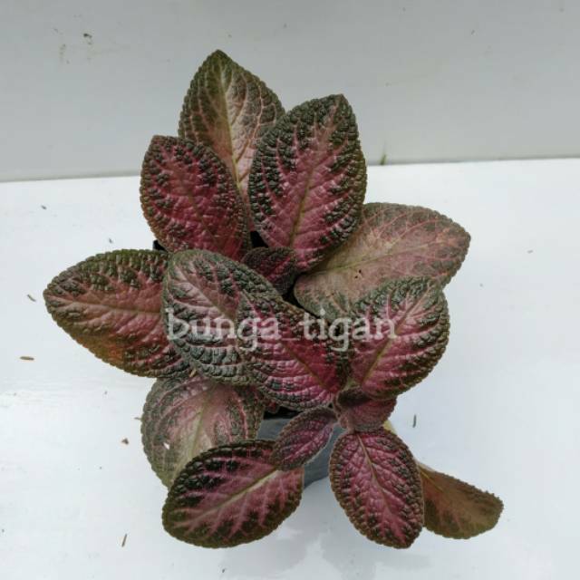 Tanaman Hias Gantung Episcia