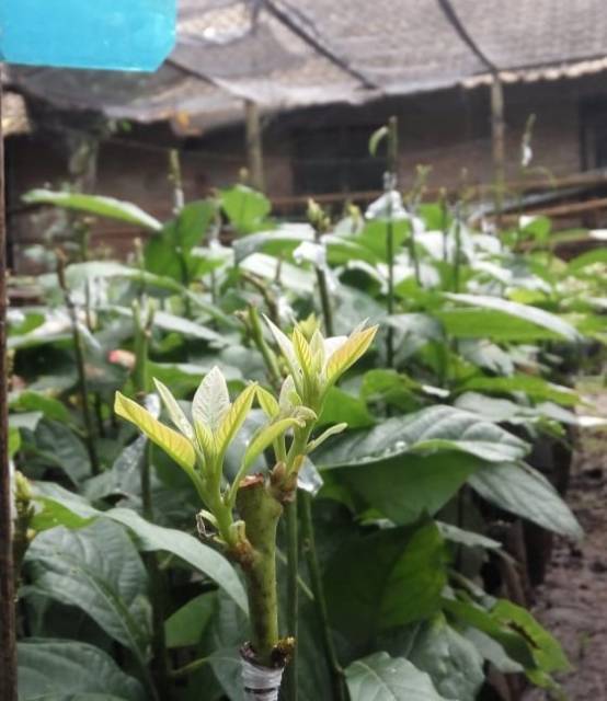 Bibit alpukat wina