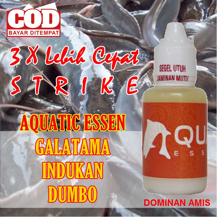 Essen Ikan Lele Galatama - Indukan - Dumbo - Bisa Di Air Keruh - Sungai - Kolam - Liar - Semua Umpan