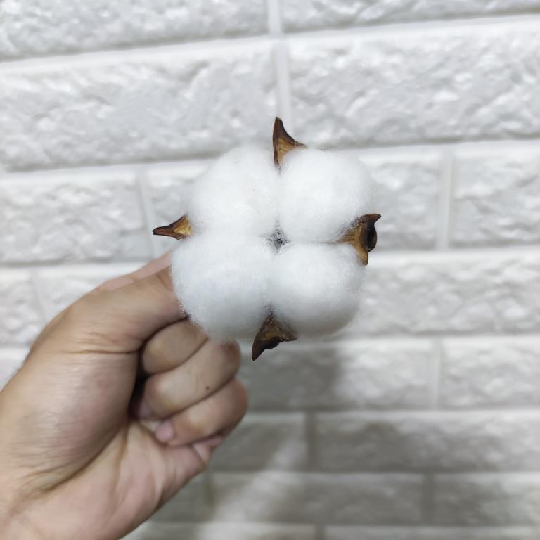 Bunga Kering Aesthetic Cotton Flower Kapas Per Tangkai