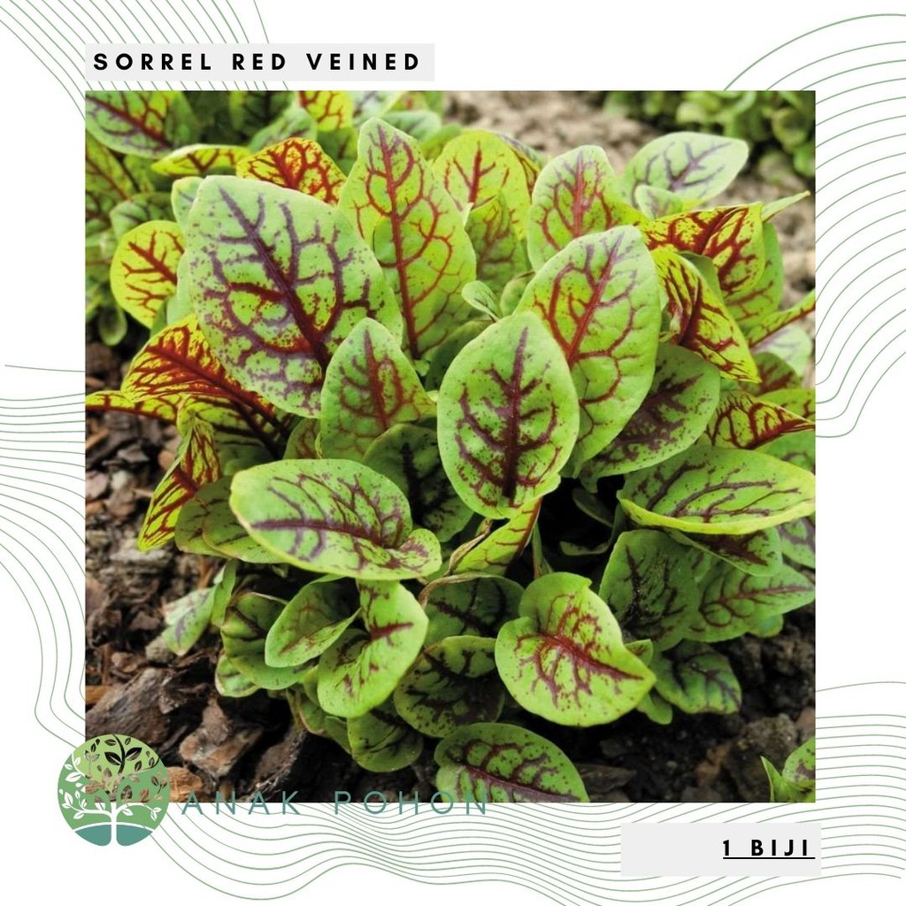 Benih Bibit Biji - Sorrel Red Veined Salad Leaves Seeds - IMPORT