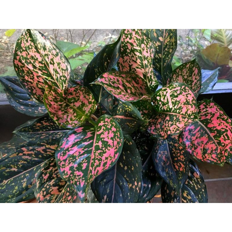 aglonema pink dalmation