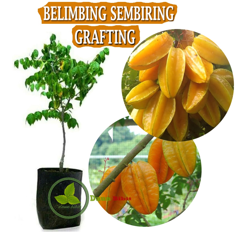 Bibit Belimbing Sembiring Okulasi
