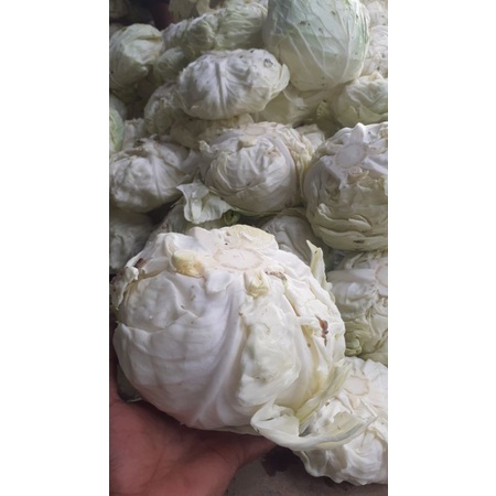 

Kol sayur dan lalapan