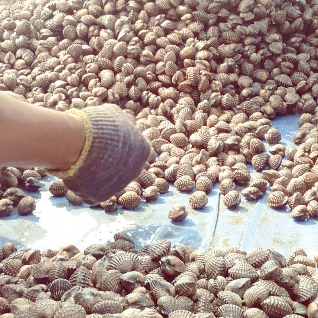 

Kerang