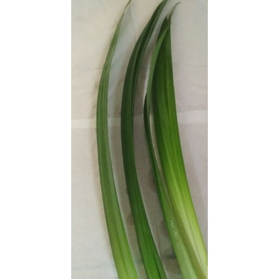 

Daun pandan