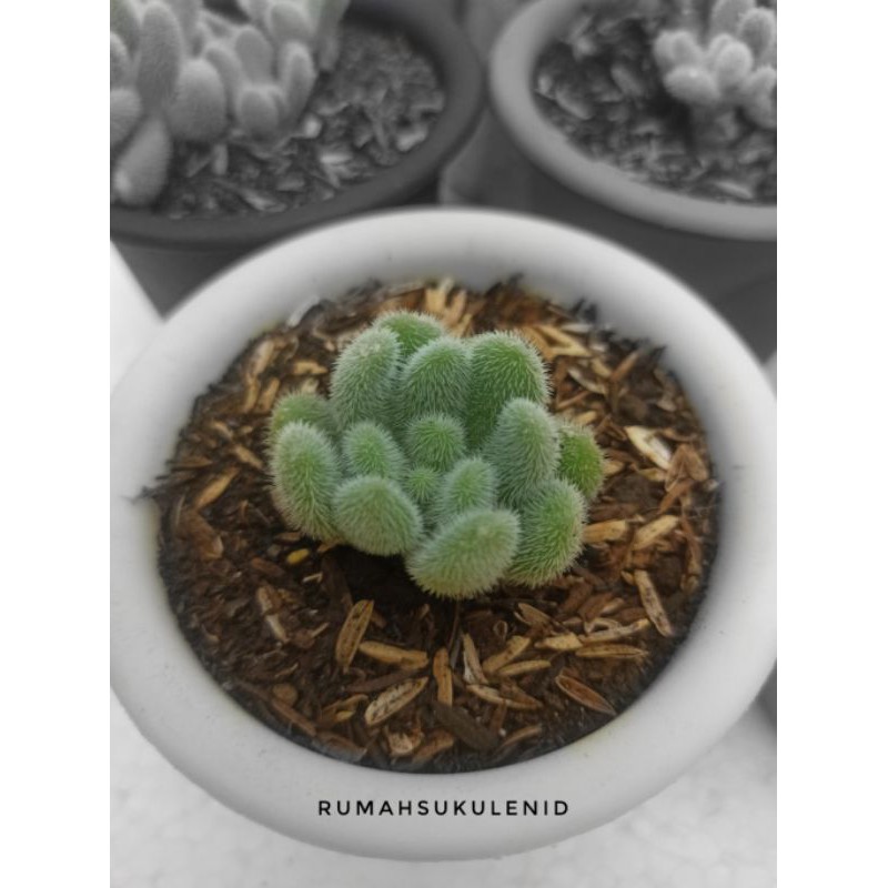 Sukulen dan Kaktus - Sedum Mocinianum / Sedum Hintonii + POT