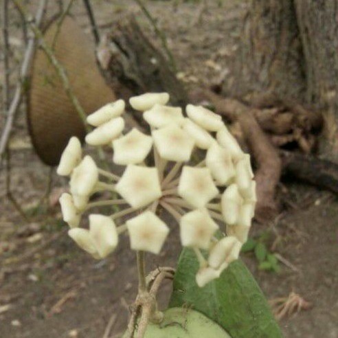 Tanaman Hias / Tanaman Gantung Hoya SP Lengkong Nganjuk