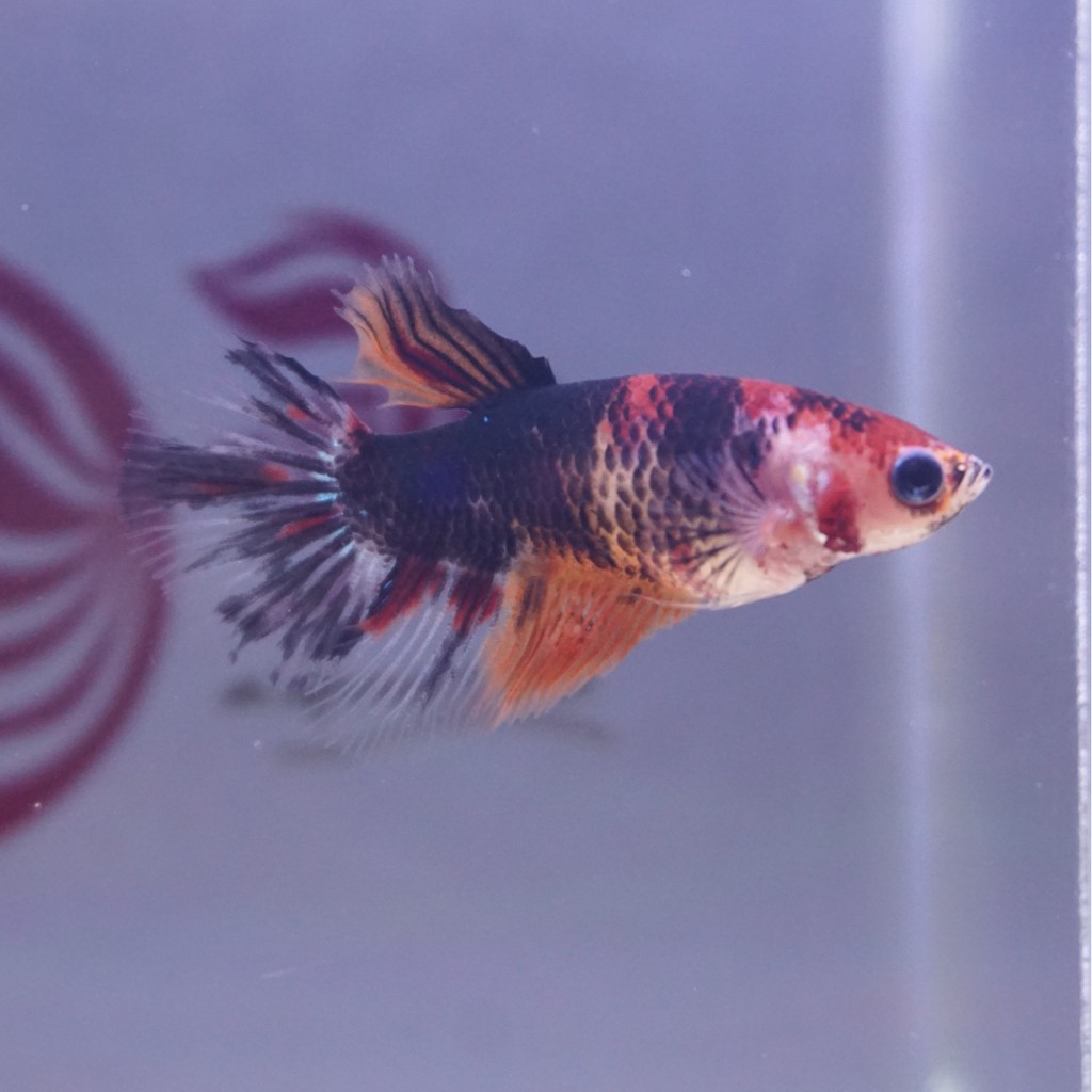 cupang female halfmoon black nemo betina B 0410