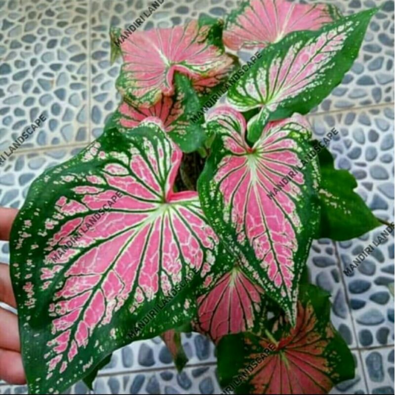 Tanaman hias keladi wayang-keladi wayang