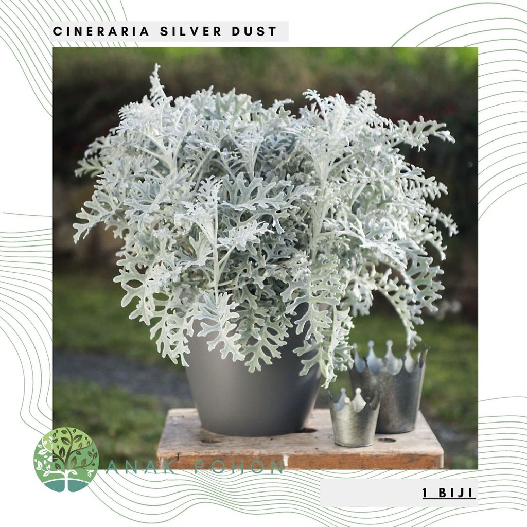 Benih Bibit Biji - Cineraria Silver Dust Senecio cineraria Ornamental Plant Seeds - IMPORT