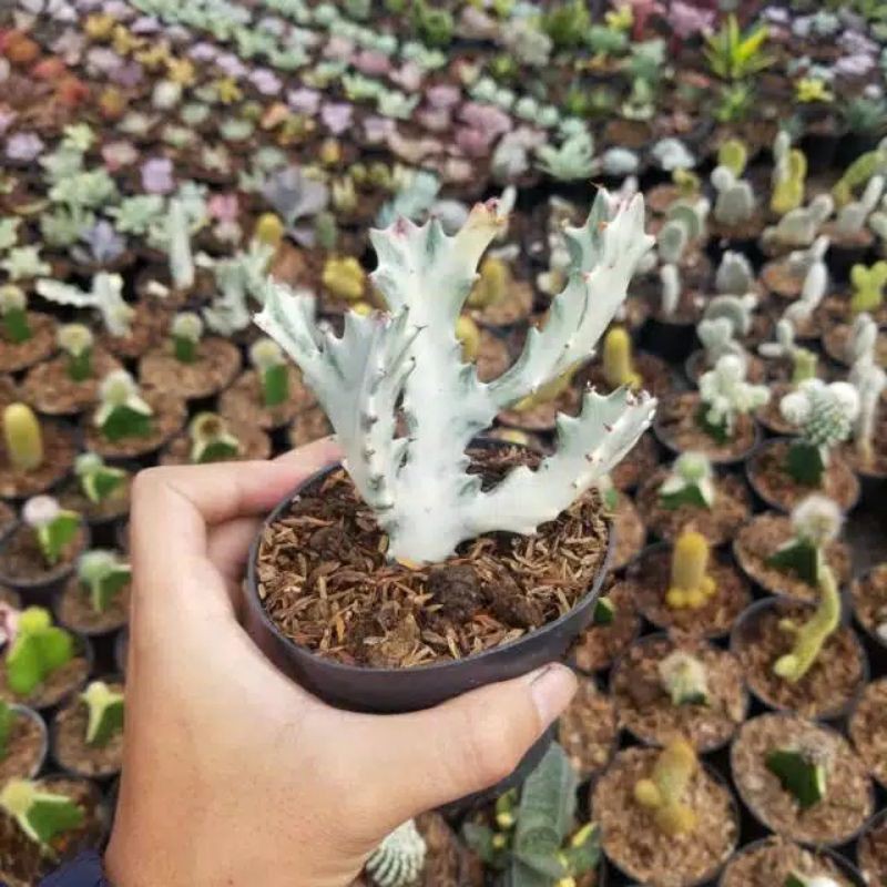 EUPHORBIA LACTAE WHITE GHOST