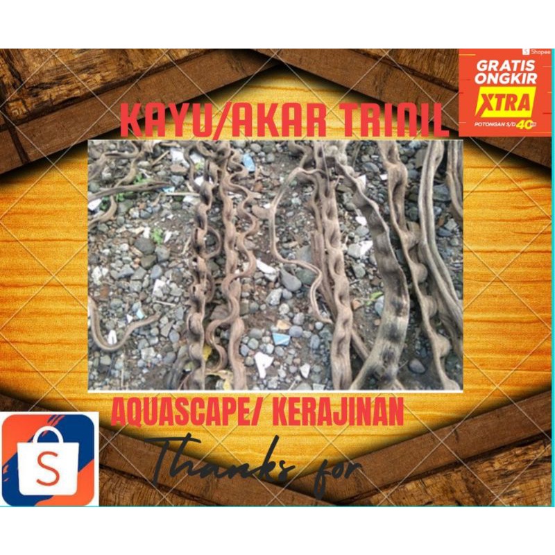 KAYU AKAR LANGIT TRINIL aquascape stok melimpah terima grosir maupun partai