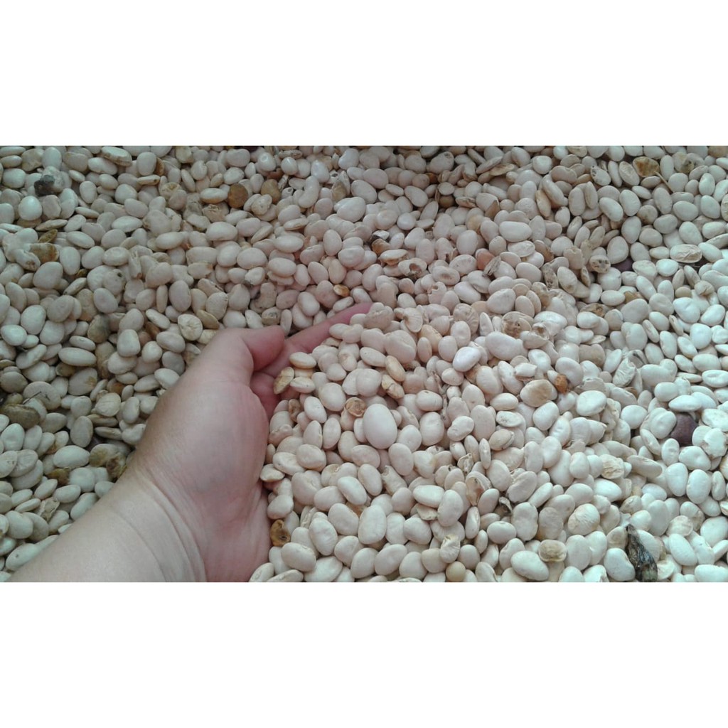 

Kacang Koro Putih