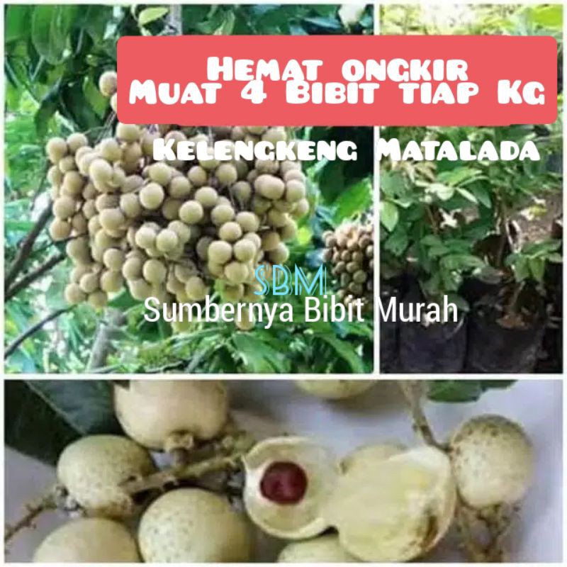 Bibit Kelengkeng Matalada muat 4 bibit tiap kg