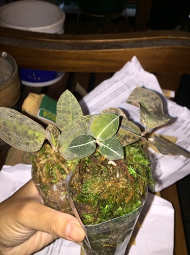 Anggrek Tanah Jewel Orchid/anoectochilus Rendwartii/anoectochilus Sp/macodes Petola