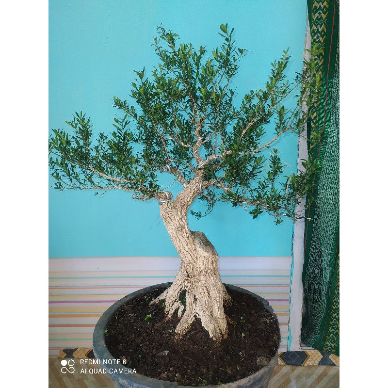 Bonsai boxus / boxsus /boksus