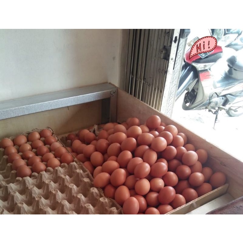 

telor
