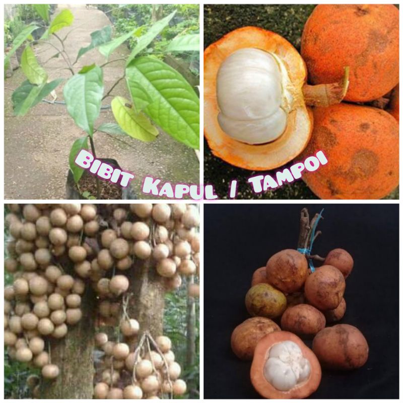 LANGKA BIBIT BUAH KAPUL / TAMPUI ASLI KALIMANTAN