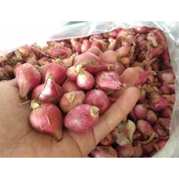

bof-95 Bawang Merah Brebes Per Kilo °•.¸¸.•°`