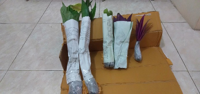 Tanaman Peyerap Racun Peace Lily Spatuflillum