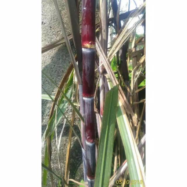 Bibit tanaman tebu ireng