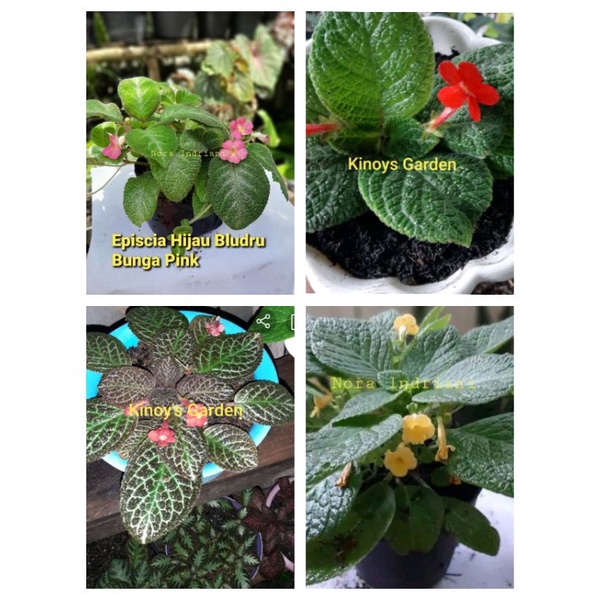 

Episcia Mix