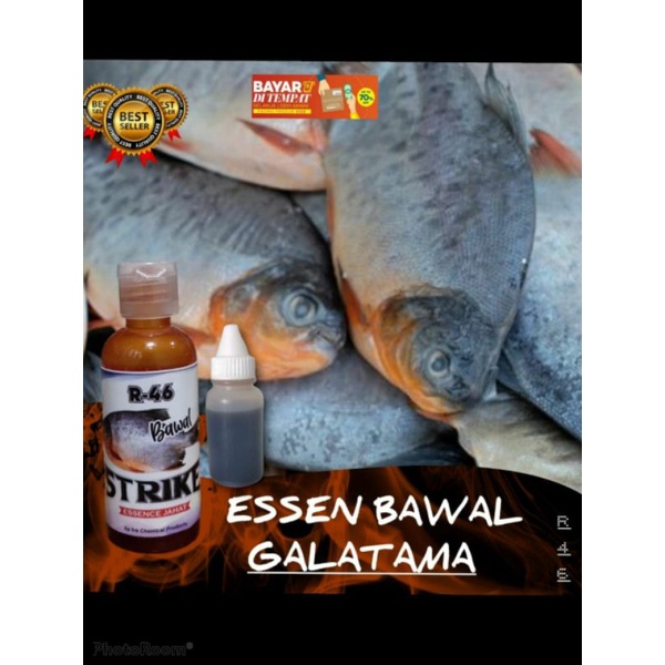 Essen pancing ikan Bawal essen jahat R46 R-46 galapung galatama harian segala umpan