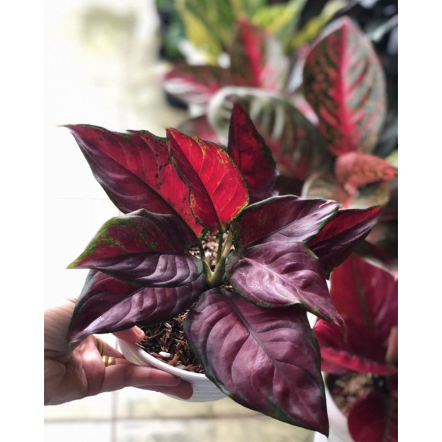 Tanaman Hias Aglonema red maroon bibit bonggol
