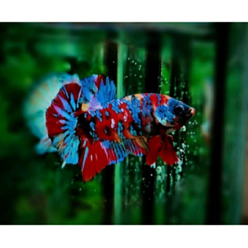 indukan cupang multy, fancy, nemo, yellow