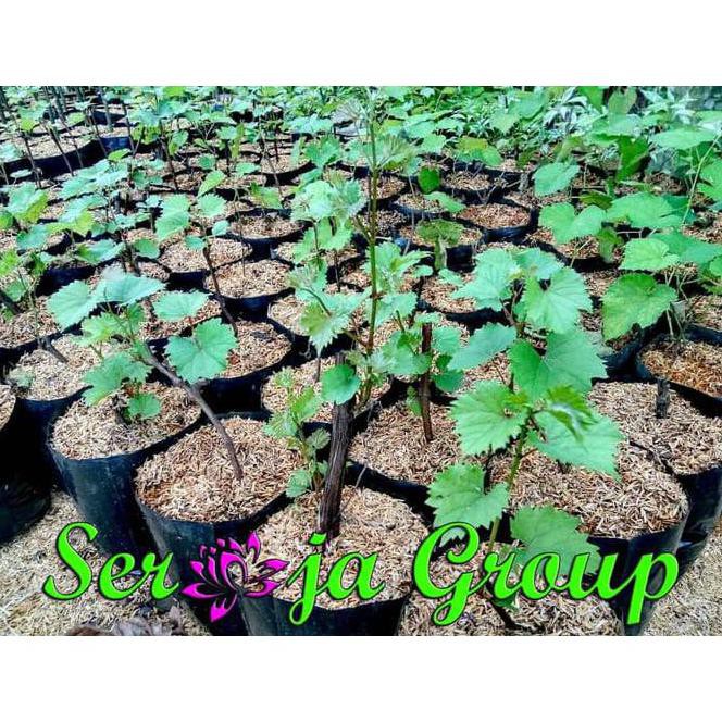 Jual I1f Bibit Pohon Anggur Tanaman Anggur Pohon Merambat Anggur C3t Indonesia Shopee Indonesia