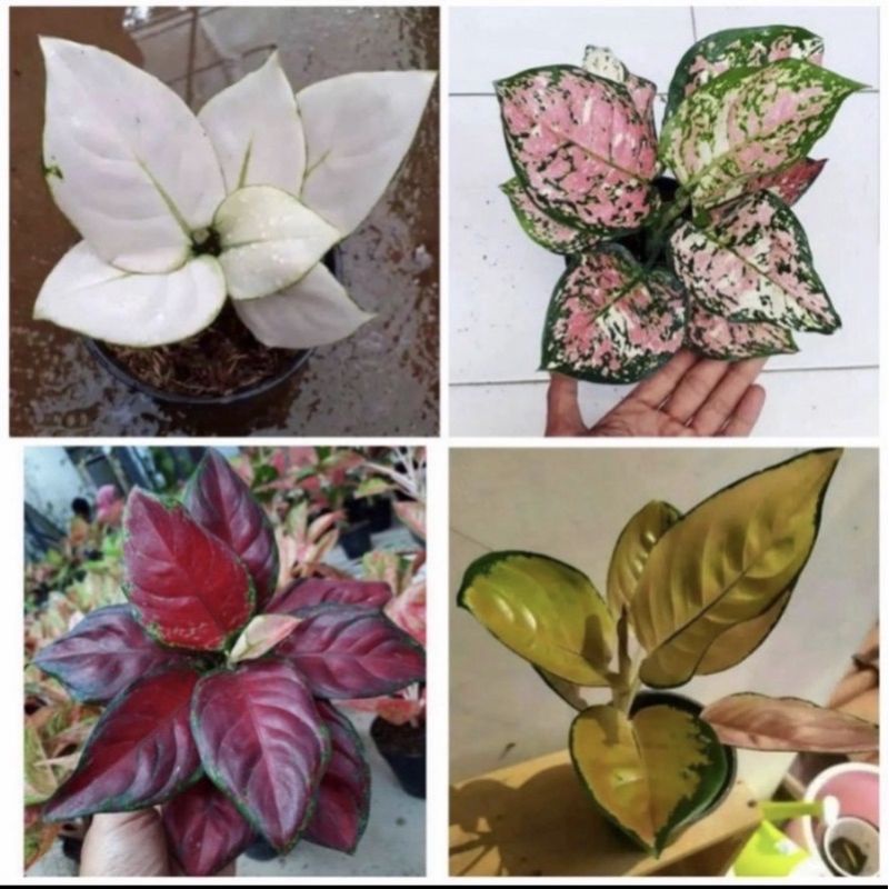 paket 4 anakan aglonema /baby