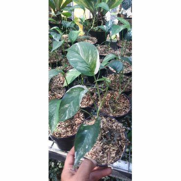 Epipremnum pinnatum variegata albo