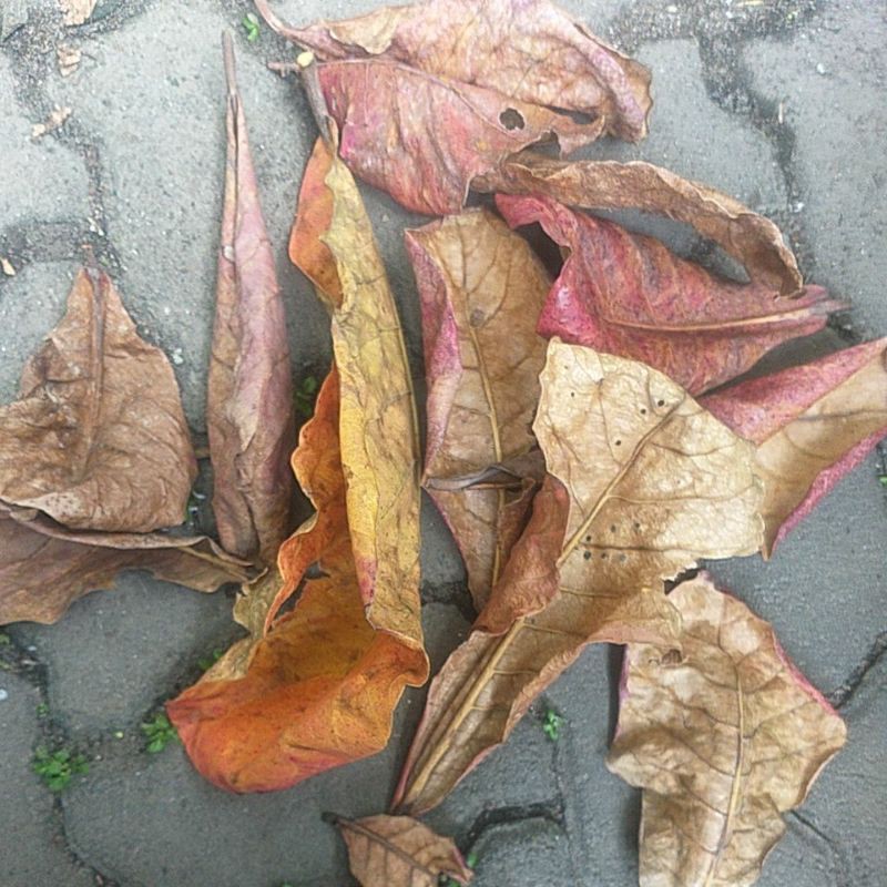 

Daun Ketapang Kering