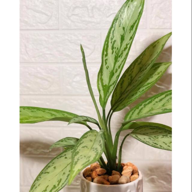 Tanaman hias aglaonema commutatum / tanaman hias aglonema commutatum / tanaman hias sri rejeki