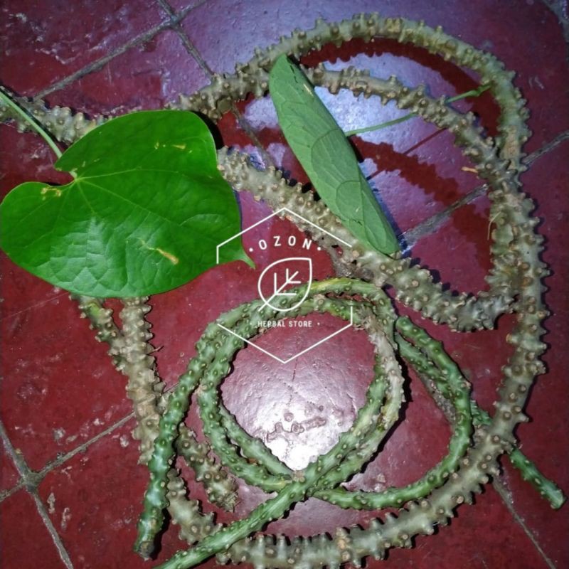 Jual Batang Patrawali Brotowali Bratawali Segar Kemasan 250gram Shopee Indonesia 0026