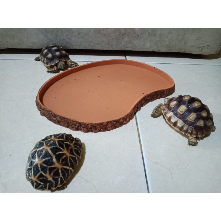 Feeding Dish - tempat makan kura kura / reptil Extra Large