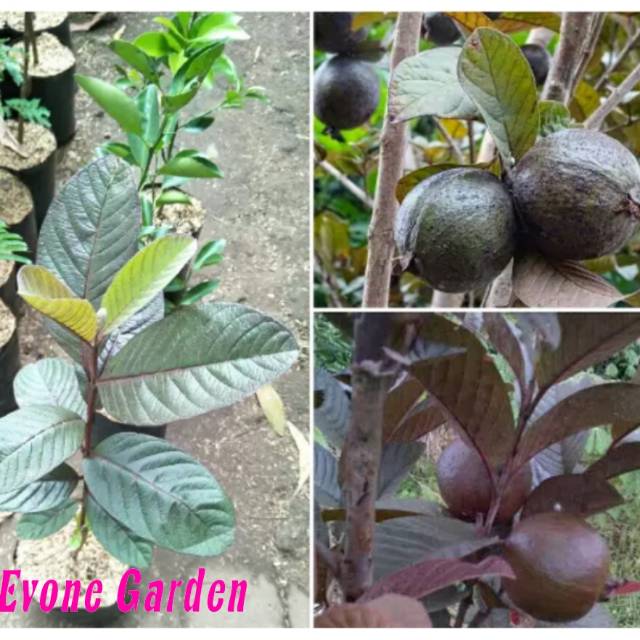 Bibit buah jambu biji ungu