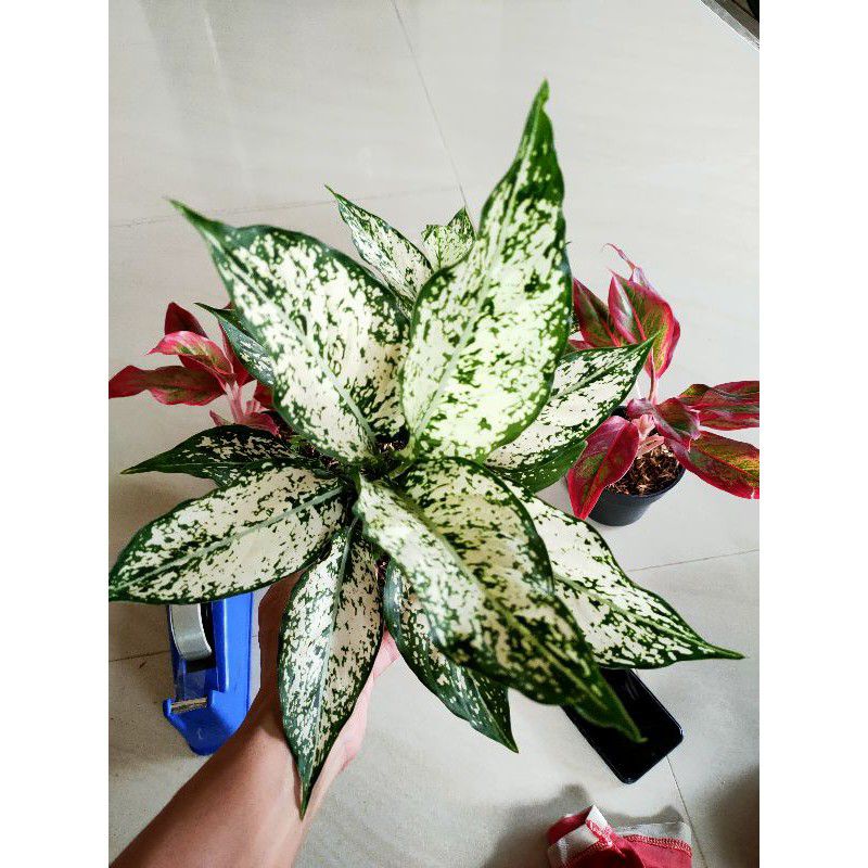 aglonema snow white remaja daun rimbun