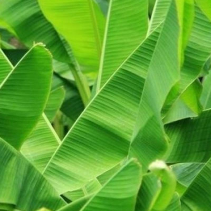 

Daun Pisang Segar per ikat atau per 1 kg