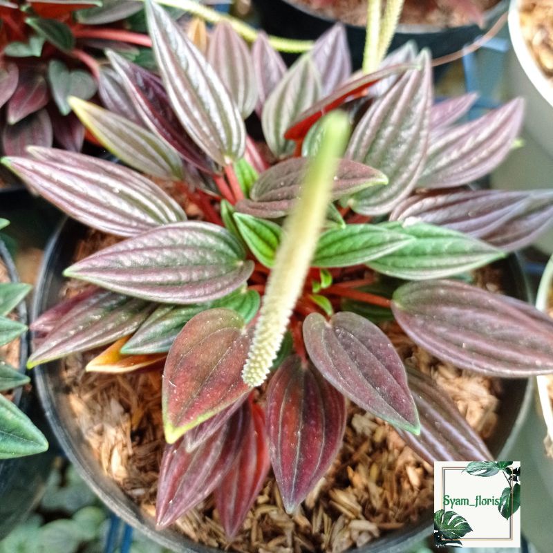 Tanaman Hias peperomia roso