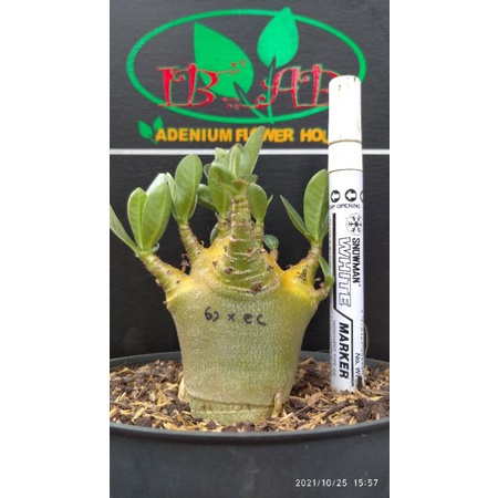 Adenium Godji x Emerald crown