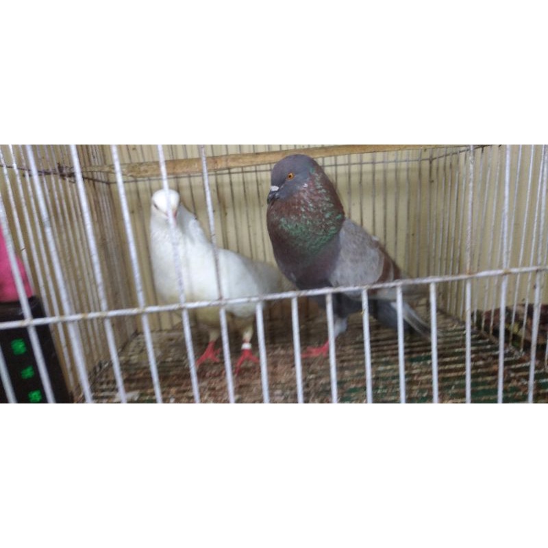 merpati sepasang giring