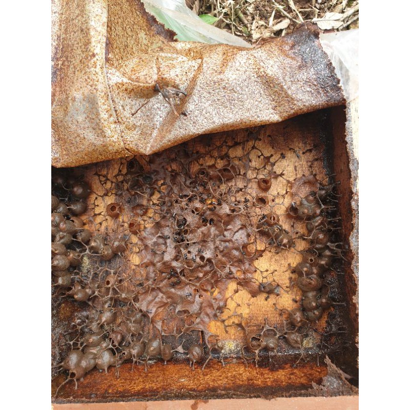 

Kalimantan Honey Madu Trigona superfood 1/2 kg